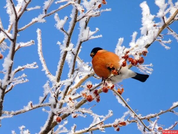 Птицы россии зимой фото HAPPY FIRST DAY OF WINTER 2022 Аквариумные растения Самара VK