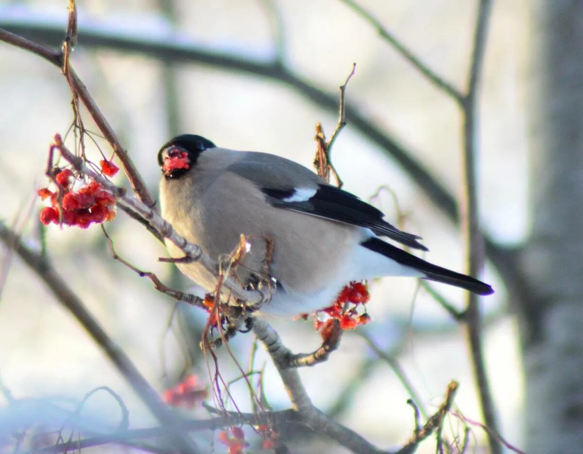 Птицы россии зимой фото Northern Bullfinch (Pyrrhula pyrrhula). Birds of Siberia.