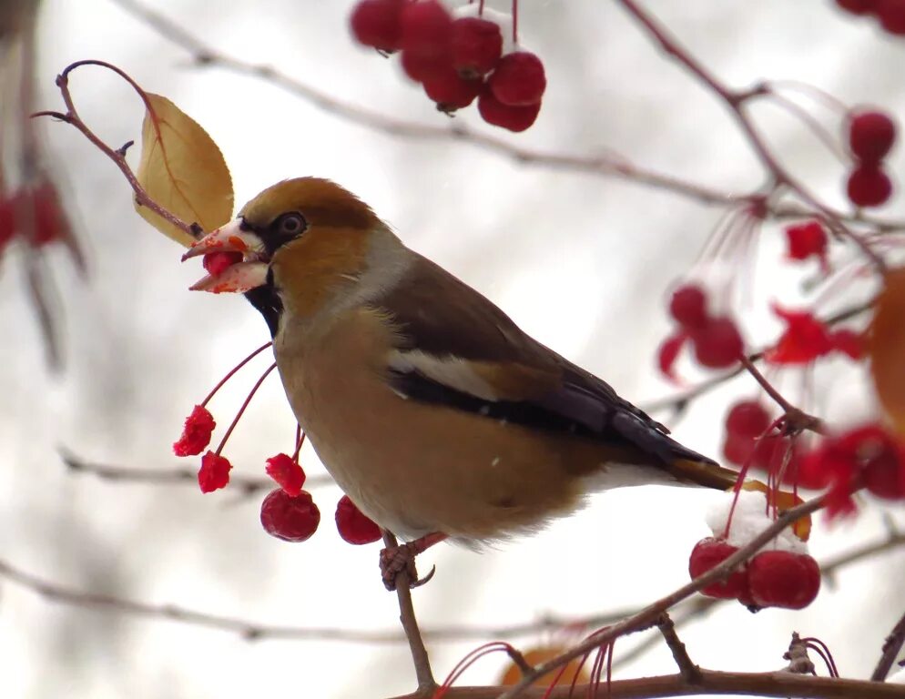 Птицы россии зимой фото Hawfinch (Coccothraustes coccothraustes). Birds of Siberia.