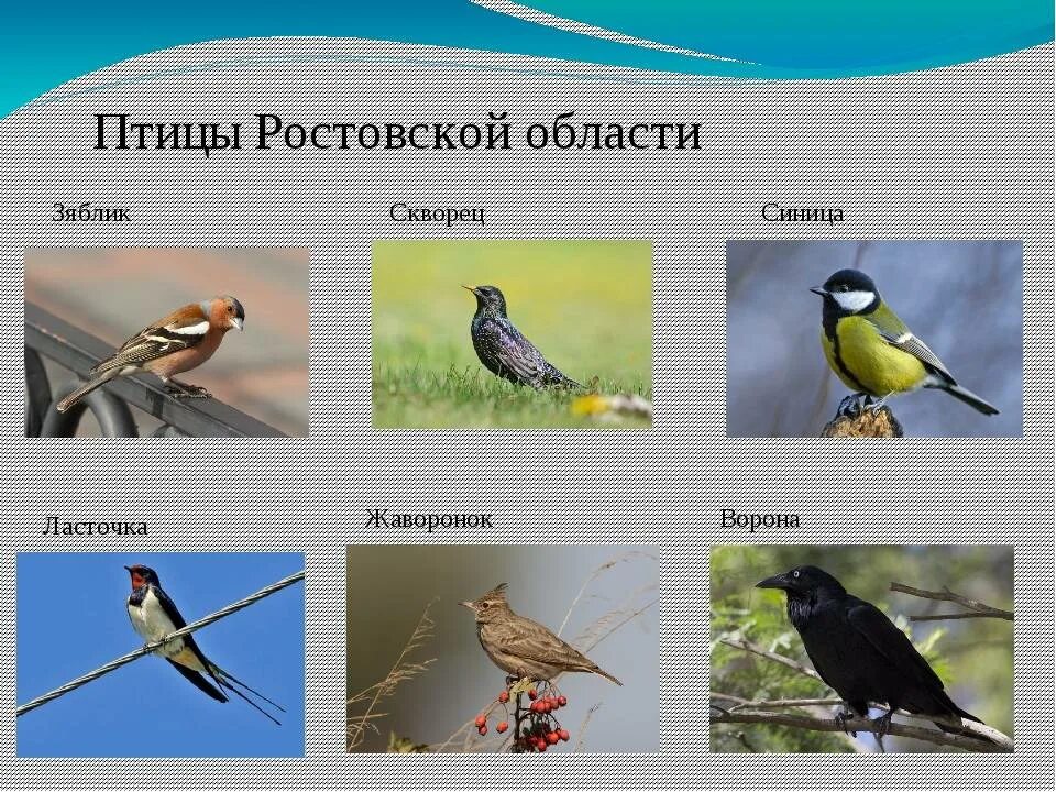 Птицы ростовской области фото Какие птицы обитают в ростовской области названия - CollectPhoto.ru