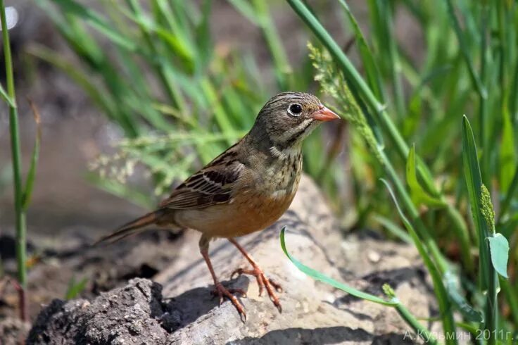 Птицы ростовской области фото с названиями маленькие Ortolan Bunting - most European countries & W. Asia Bunting bird, Bunting, Bird