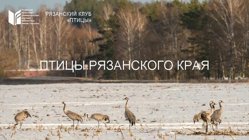 Лунь, каменка, чернозобик. Лучшие фото рязанских птиц за июнь - новости Рязани, 