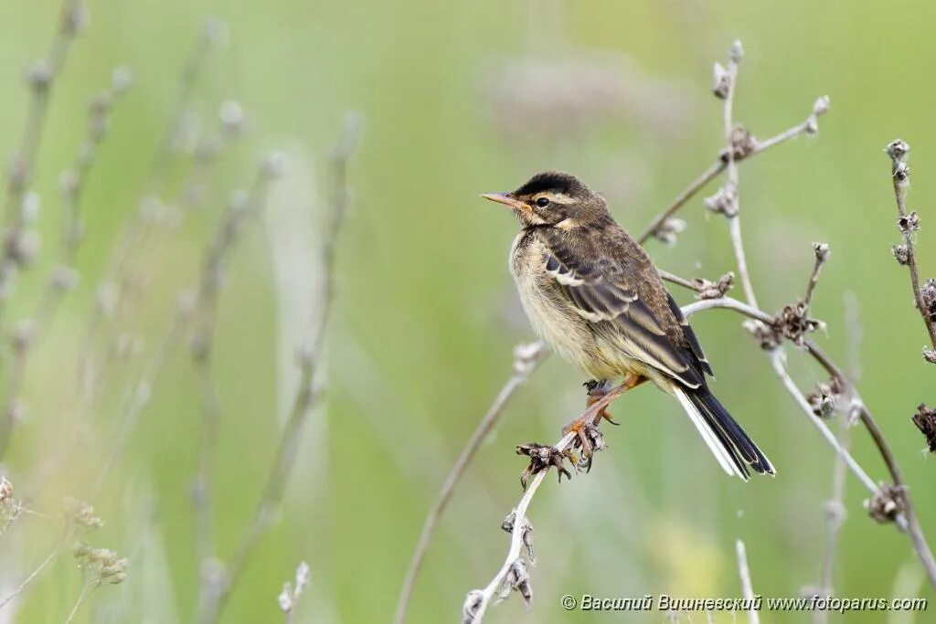 Птицы рязанской области фото PHOTOS/aves/21 PASSERIFORMES MOTACILLIDAE Motacilla citreola werae/bird_young_Mo