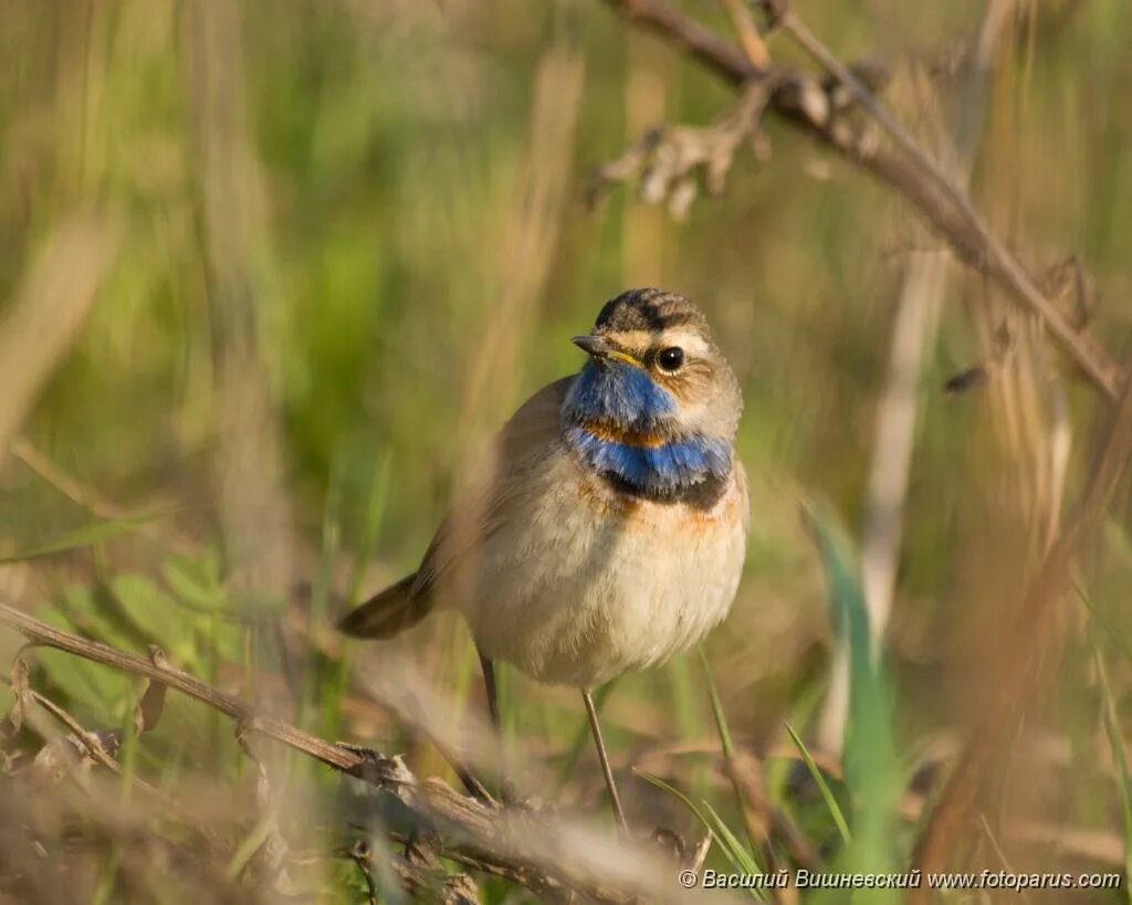 Птицы рязанской области фото и описание PHOTOS/aves/21 PASSERIFORMES TURDIDAE Luscinia svecica/bird_male_Luscinia_svecic