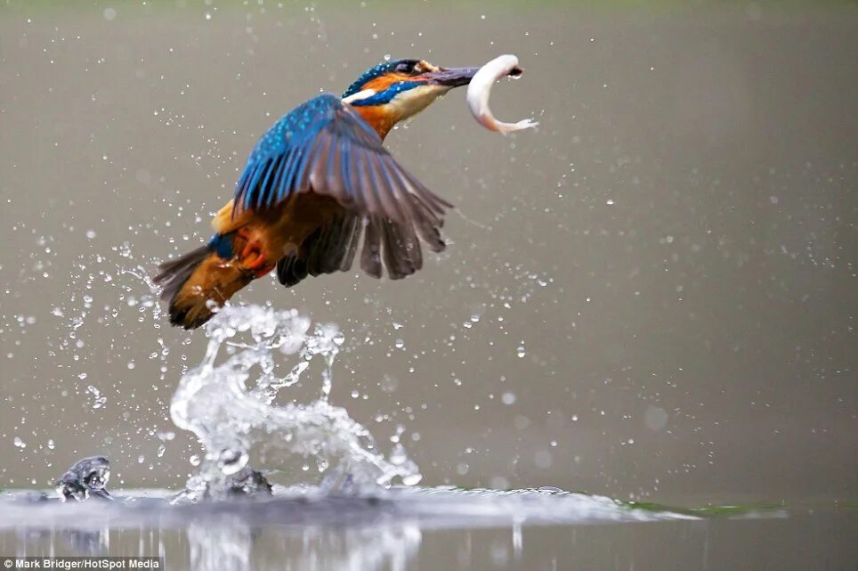 Птицы рыболовы фото Mark Bridger's pictures show moment kingfisher hunts for fish Daily Mail Online