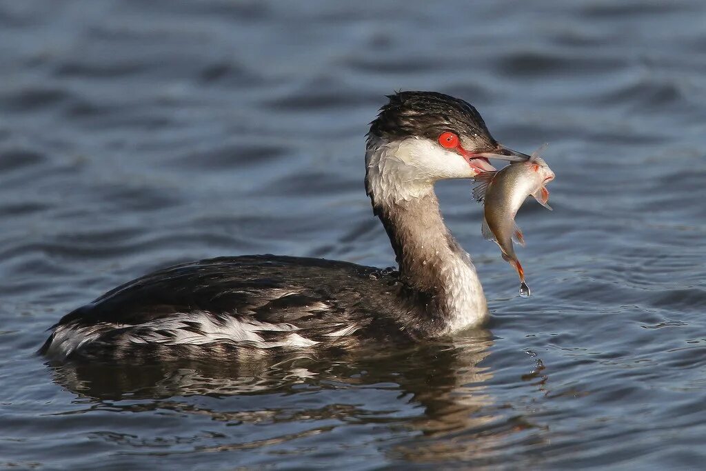 Птицы рыболовы фото Slavonian Grebe. Slavonian Grebe. Podiceps auritus Howard Booty Flickr