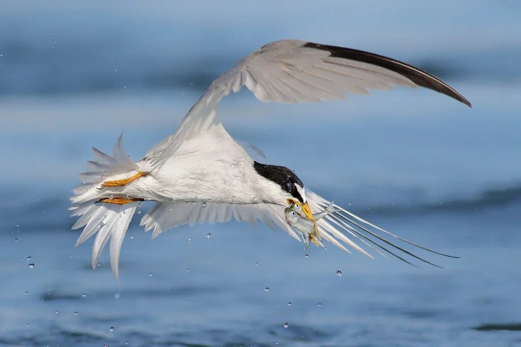 Птицы рыболовы фото 2fer Facebook . 500px . Getty Least Tern emerging after a . Flickr