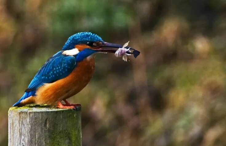 Птицы рыболовы фото Зимородок - король рыболовов Kingfisher, Animals, Bird