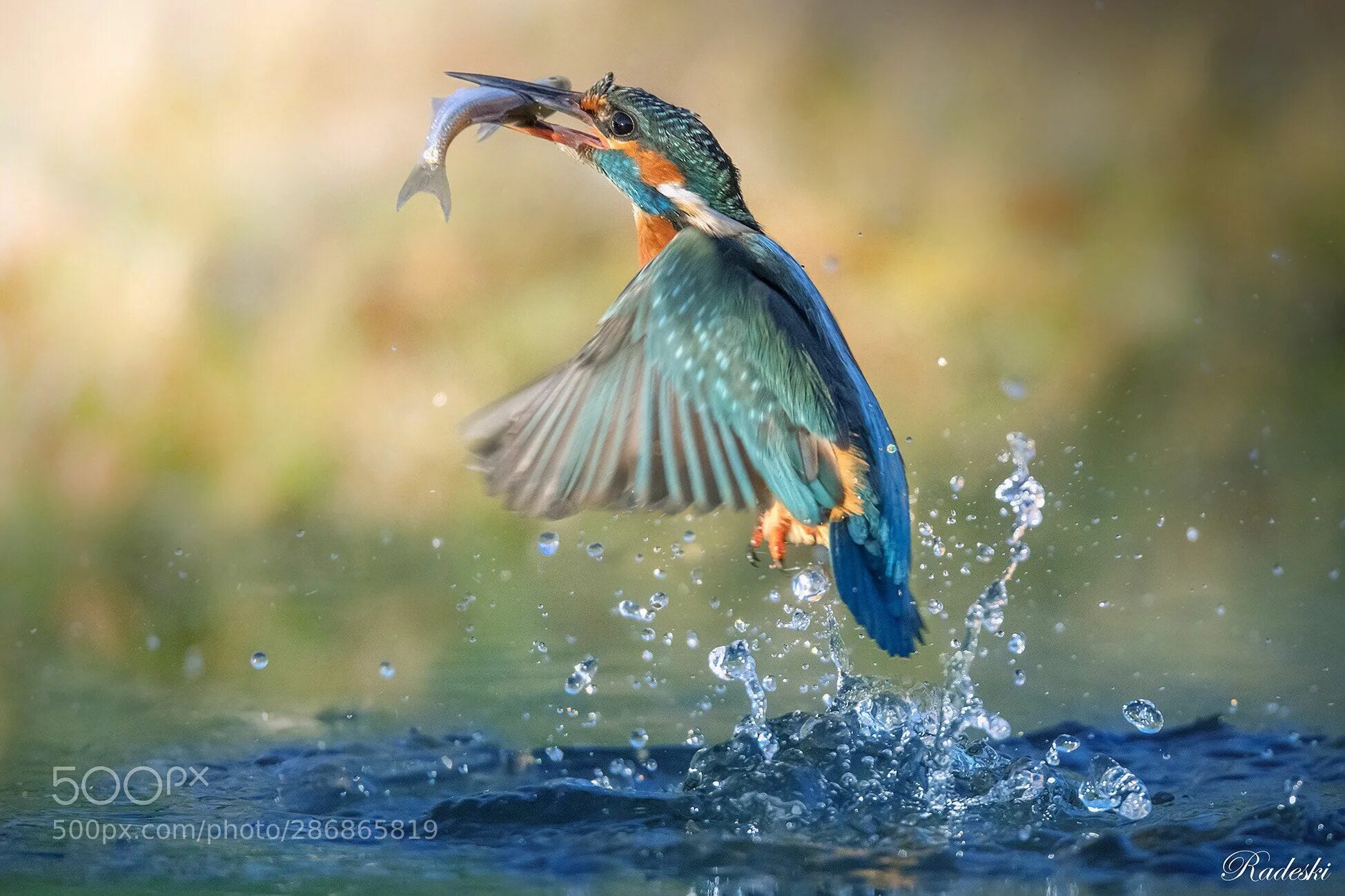 Птицы рыболовы фото Martin pescatore by Radeski Kingfisher, Animals, Hd wallpaper