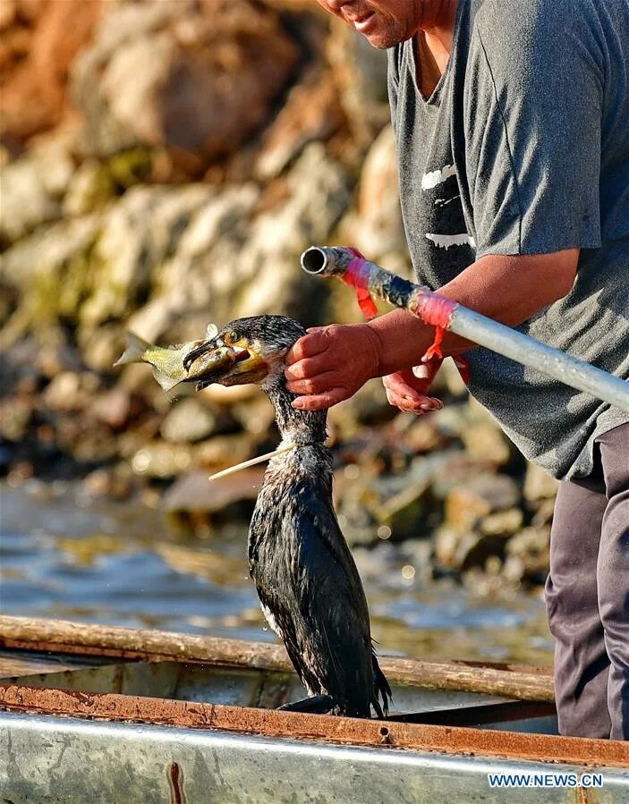 Птицы рыболовы фото Chinese fisherman sticks to tradition of catching fish with ospreys - Xinhua Eng