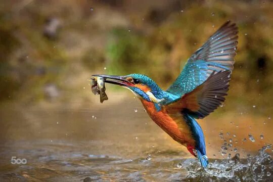 Птицы рыболовы фото Пин на доске birds Зимородок, Фотографии животных, Животные