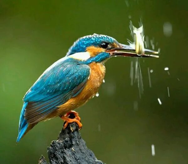 Птицы рыболовы фото Caught it. This Kingfisher will eat tonight Kingfisher, Common kingfisher, Austr