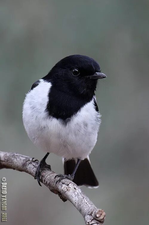 Птицы с белой грудкой фото The Hooded Robin - Melanodryas cucullata; is a small passerine bird native to Au