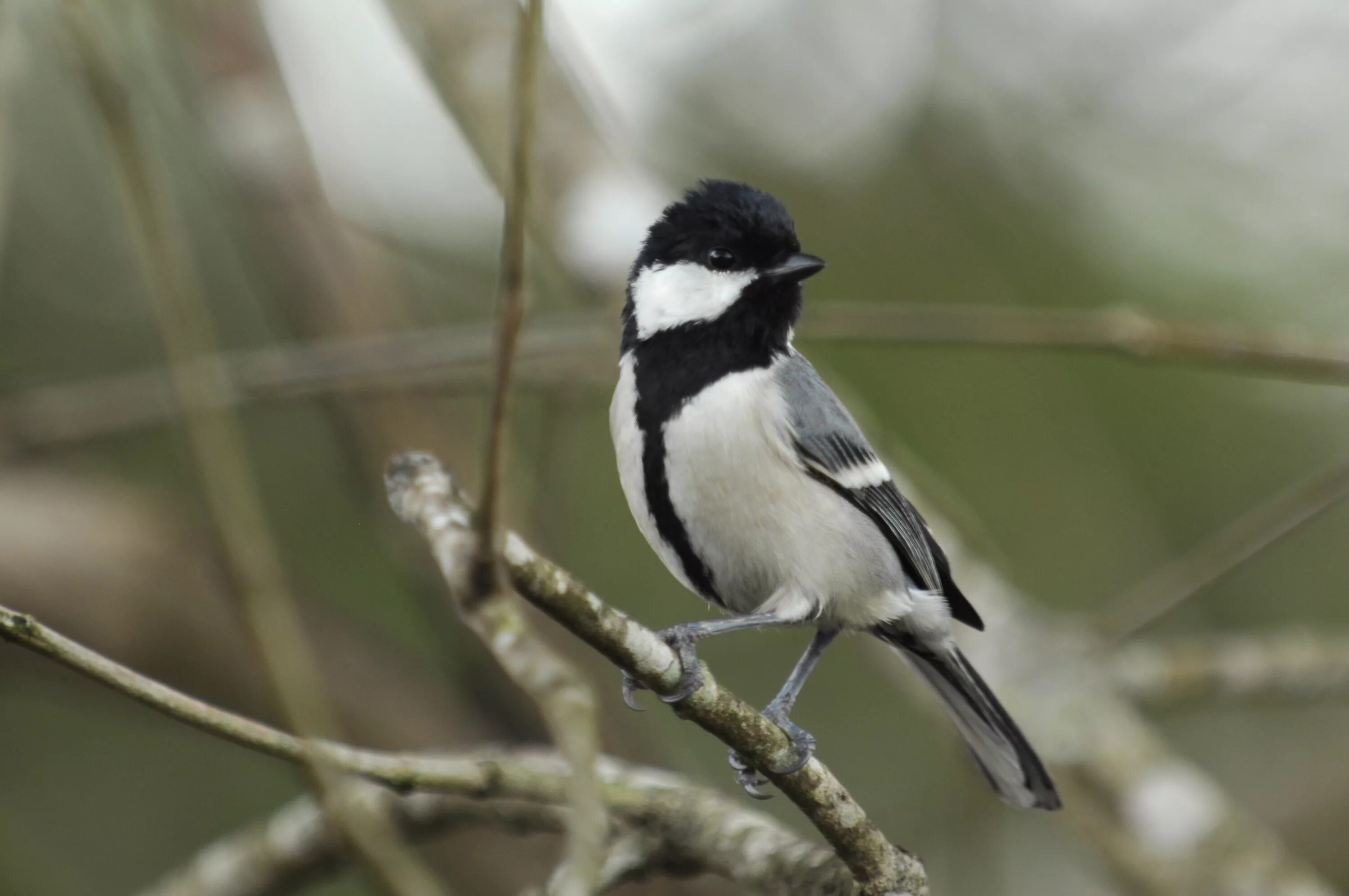 Птицы с белой грудкой фото File:Cinereous Tit DSC9994.jpg - Wikipedia