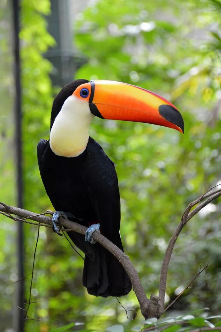 Птицы с большим клювом фото с названиями Toco Toucan (Ramphastos toco) Rainforest animals, Beautiful birds, Animals wild