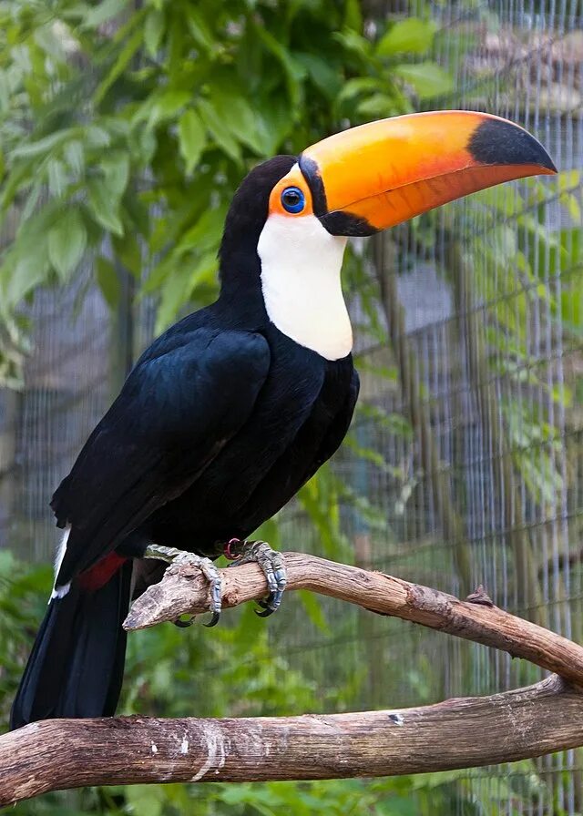 Птицы с большим клювом фото с названиями Toco toucan beak - Wikipedia