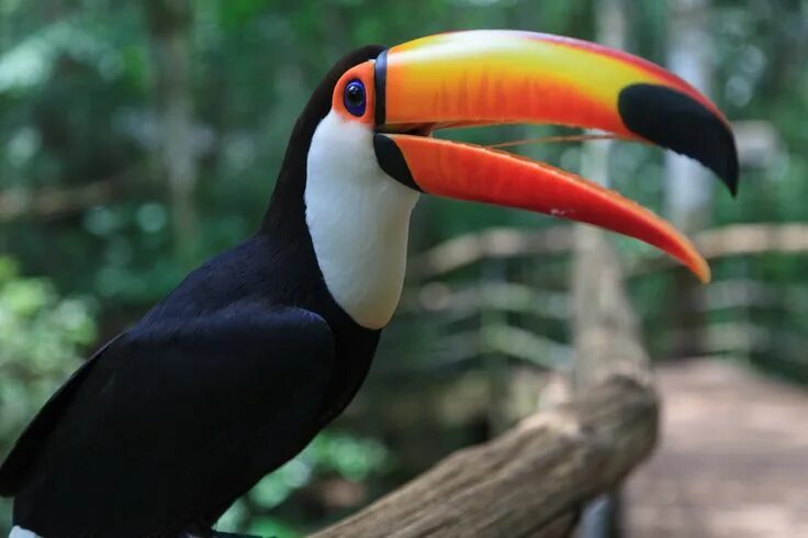 Птицы с большим клювом фото с названиями Toucan Bird, Toucans, Animals