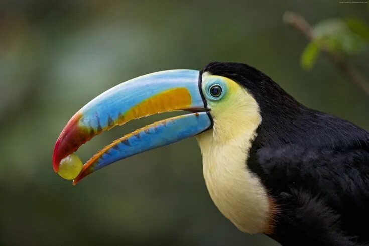 Птицы с большим клювом фото с названиями HD wallpaper: Toucan, bird, 4K Animals, Bird, Animal wallpaper