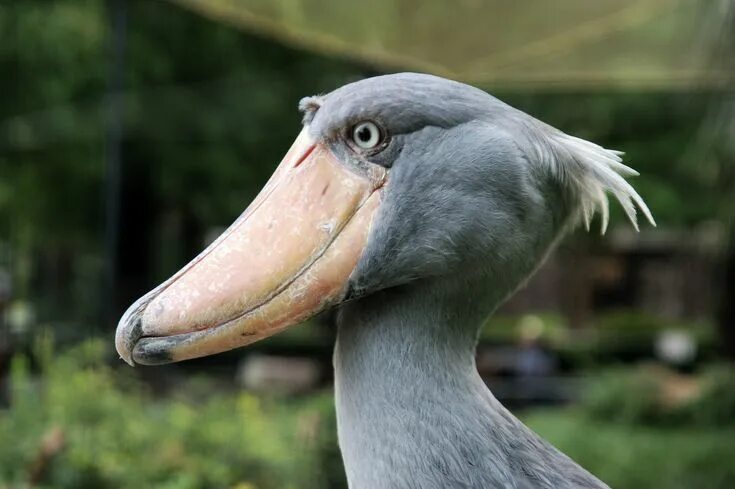 Птицы с большим клювом фото с названиями Ueno zoo, Tokyo, Japan Shoebill stork, Shoebill bird, Shoebill