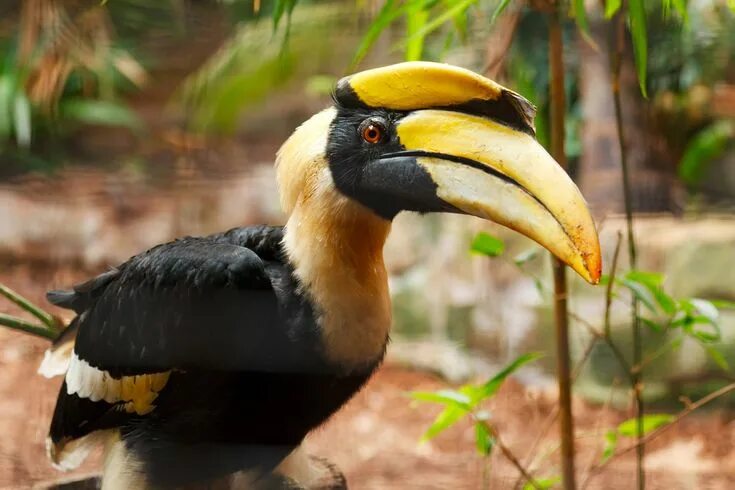 Птицы с большим клювом фото с названиями hornbill Great Hornbill Free Stock Photo HD - Public Domain Pictures Bird, Anima