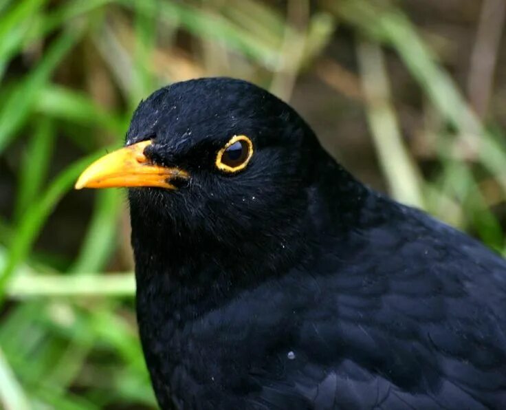 Птицы с большим желтым клювом фото british blackbird - Google Search Black bird, Beautiful birds, British wildlife