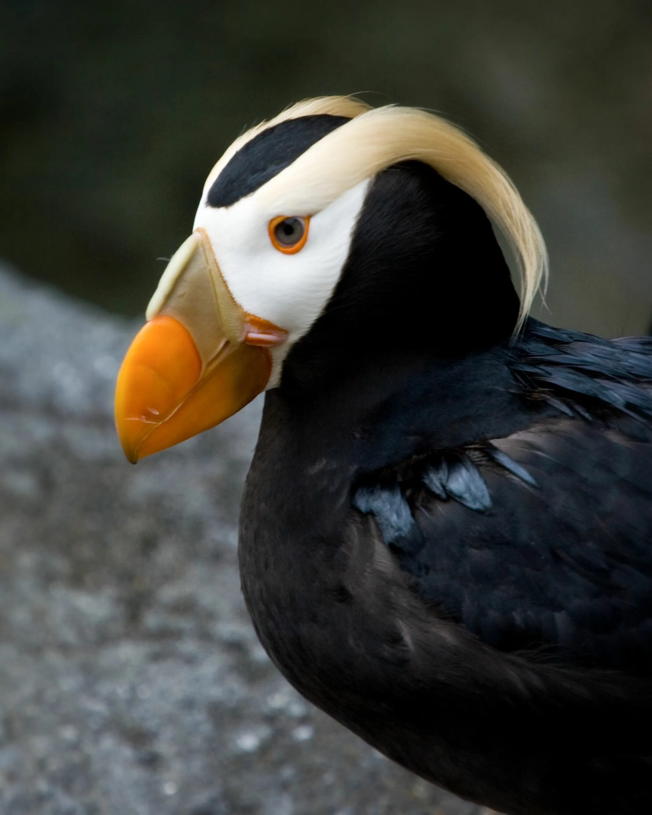 Птицы с большим желтым клювом фото エ ト ピ リ カ, オ イ ラ ン チ ョ ウ (花 魁 鳥) Tufted Puffin, Crested Puffin (Fratercula cirrh