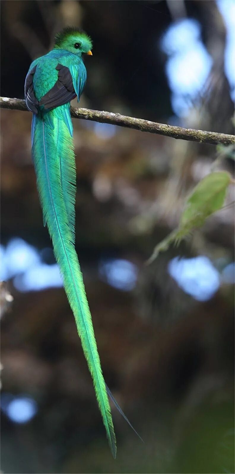 Птицы с длинным хвостом фото Resplendent Quetzal (Pharomachrus mocinno) Animals beautiful, Pet birds, Colorfu