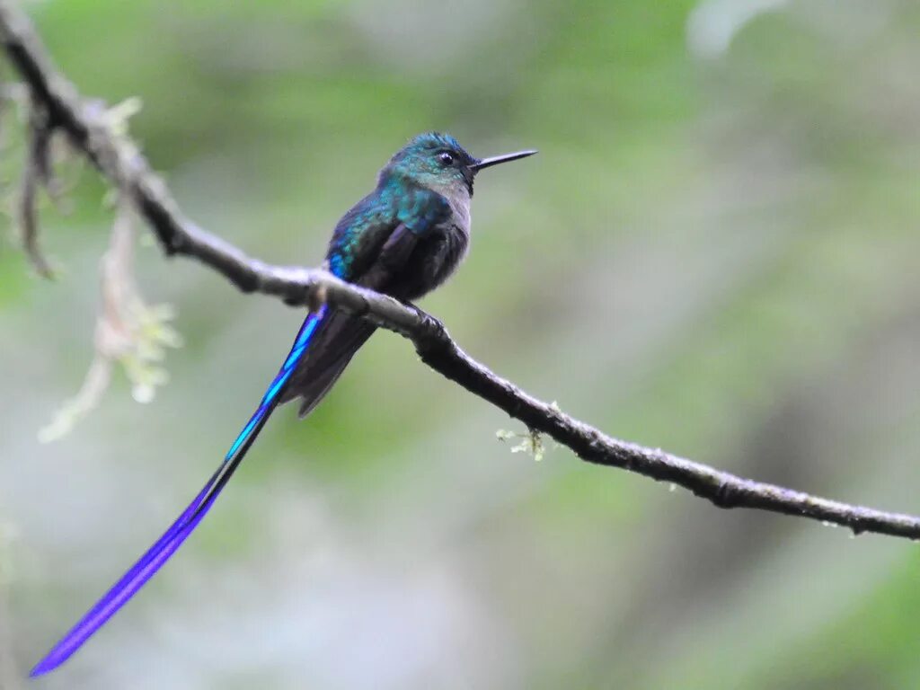 Птицы с длинным хвостом фото Violet-tailed Sylph Aglaiocercus coelestis Vince Smith Flickr