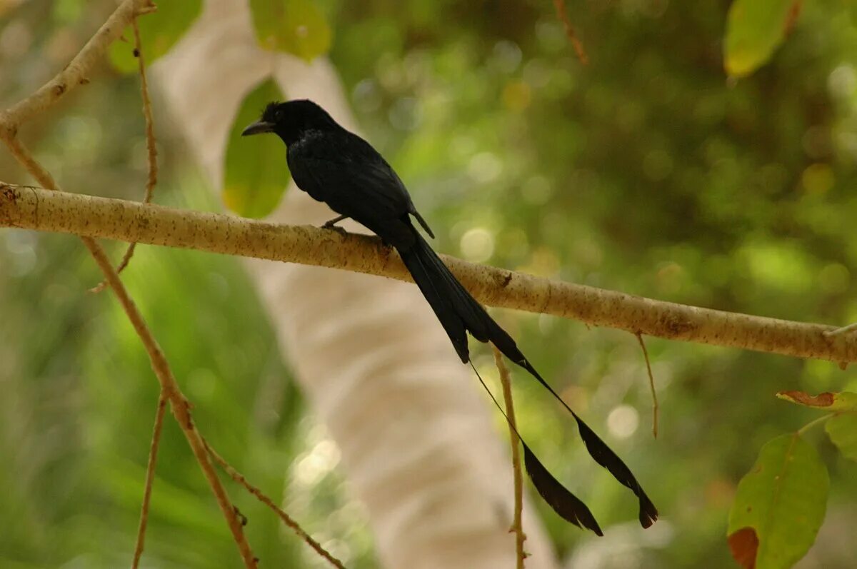 Птицы с длинным хвостом фото Större vimpeldrongo - Wikipedia