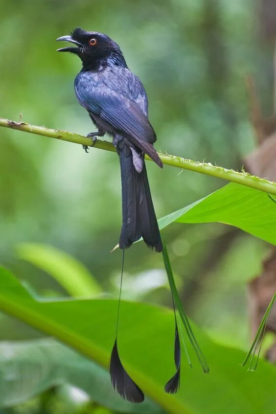 Птицы с длинным хвостом фото Pin by Kathy on Little Birds Our Feathered Friends Phuket, Railay beach, Travel 