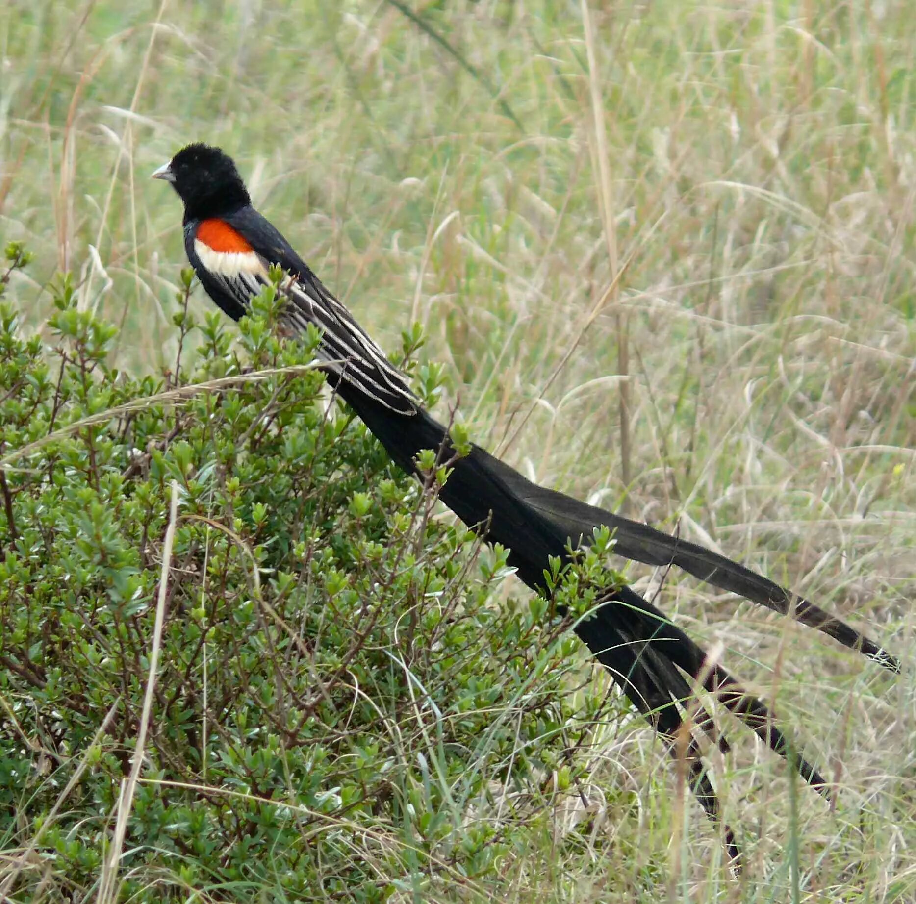 Птицы с длинными хвостами фото название Файл:Euplectes progne male South Africa cropped.jpg - Википедия