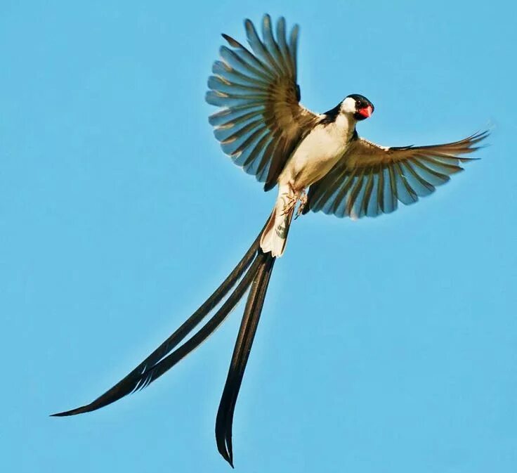 Птицы с длинными хвостами фото название Birds of the World: Pin-tailed whydah Birds, Beautiful birds, African wildlife