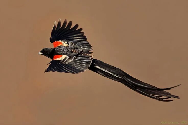 Птицы с длинными хвостами фото название Long-tailed Widowbird NatureRules1 Wiki Fandom