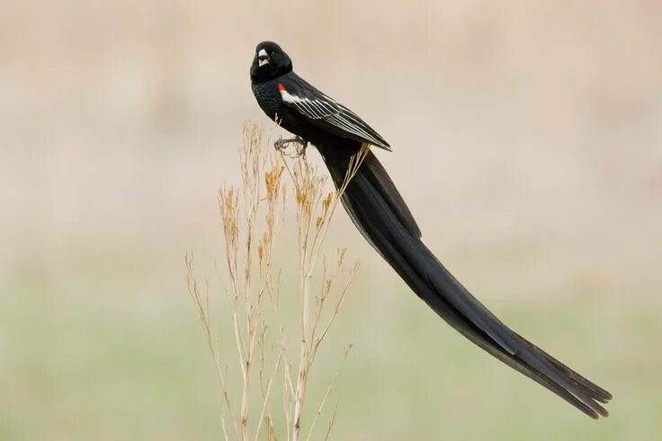 Птицы с длинными хвостами фото название 15 Birds With Spectacularly Fancy Tail Feathers Tail feathers, Bird species, Bir