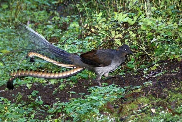 Птицы с длинными хвостами фото название lyrebird Aves exóticas, Aves, Ave