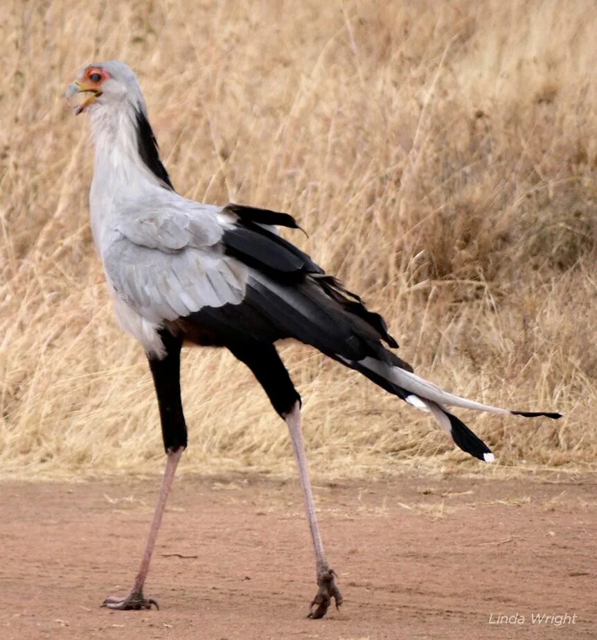 Птицы с длинными ногами фото Secretary bird Beautiful birds, Raptors bird, Pretty snakes