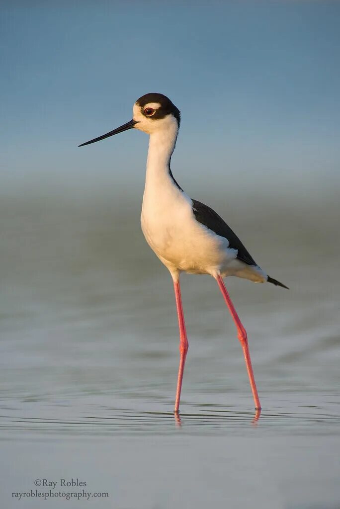 Птицы с длинными ногами фото Black-Necked Stilt Pet birds, Bird life list, Beautiful birds