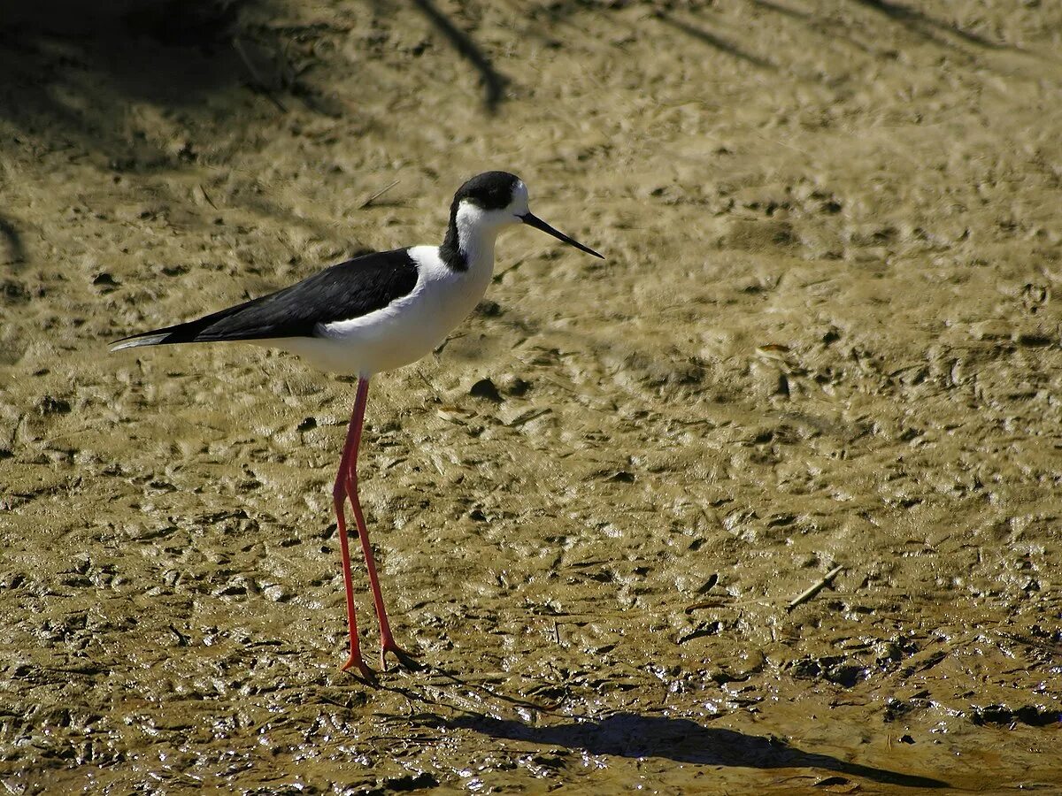 Птицы с длинными ногами фото Файл:Himantopus himantopus.jpg - Википедия