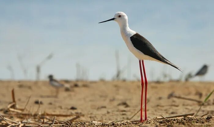 Птицы с длинными ногами фото Ходулочник Himantopus himantopus (Linnaeus, 1758) - Птицы (Aves) - Разделы - Кра