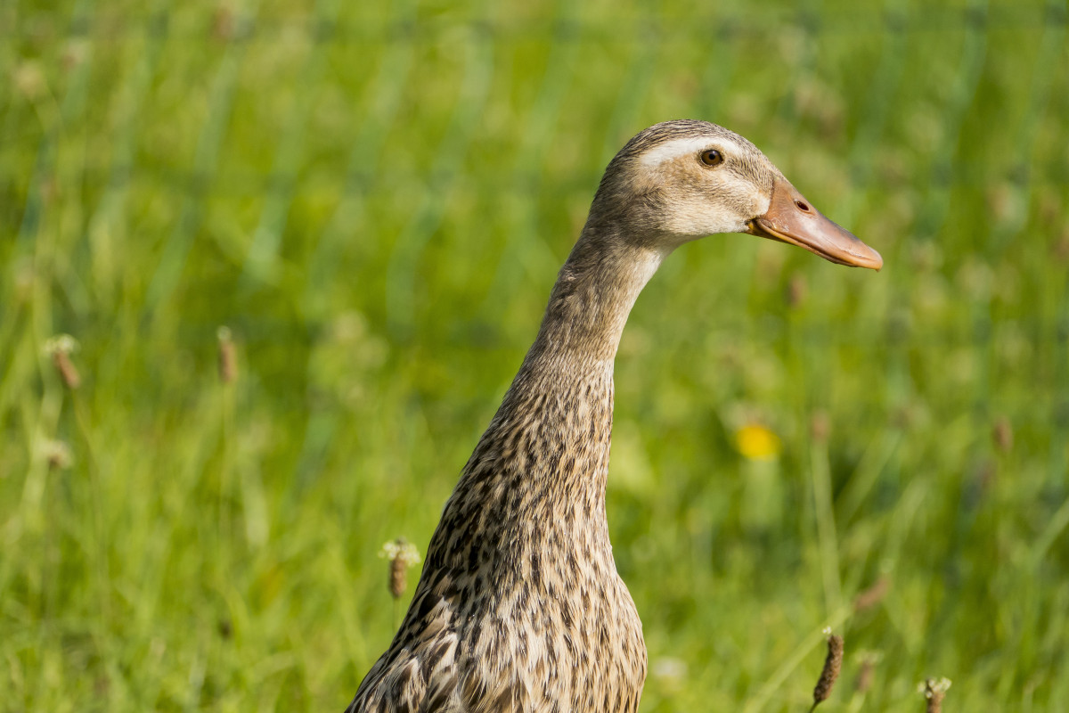 Птицы с длинными шеями фото Free Images : grass, meadow, prairie, wildlife, green, beak, fauna, plumage, nec