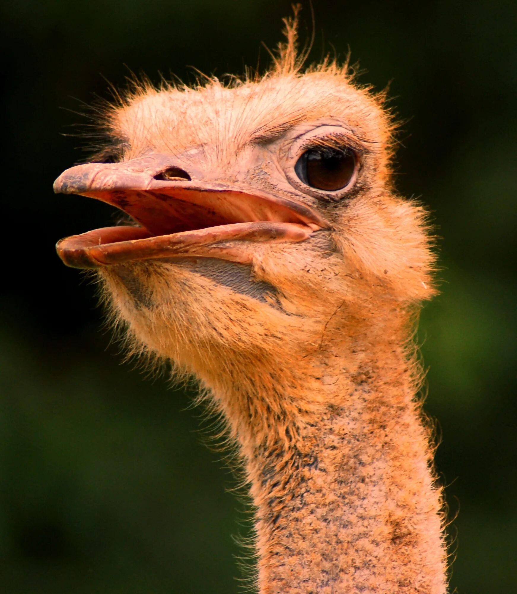 Птицы с длинными шеями фото Free photo: Long Neck - Animal, Bird, Bspo06 - Free Download - Jooinn