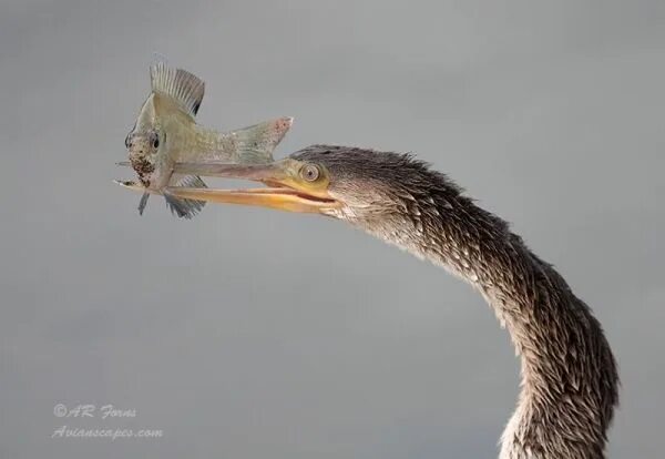 Птицы с длинными шеями фото 25 Adorable Examples of Avian Photography by Alfred Forns - Photography Office B