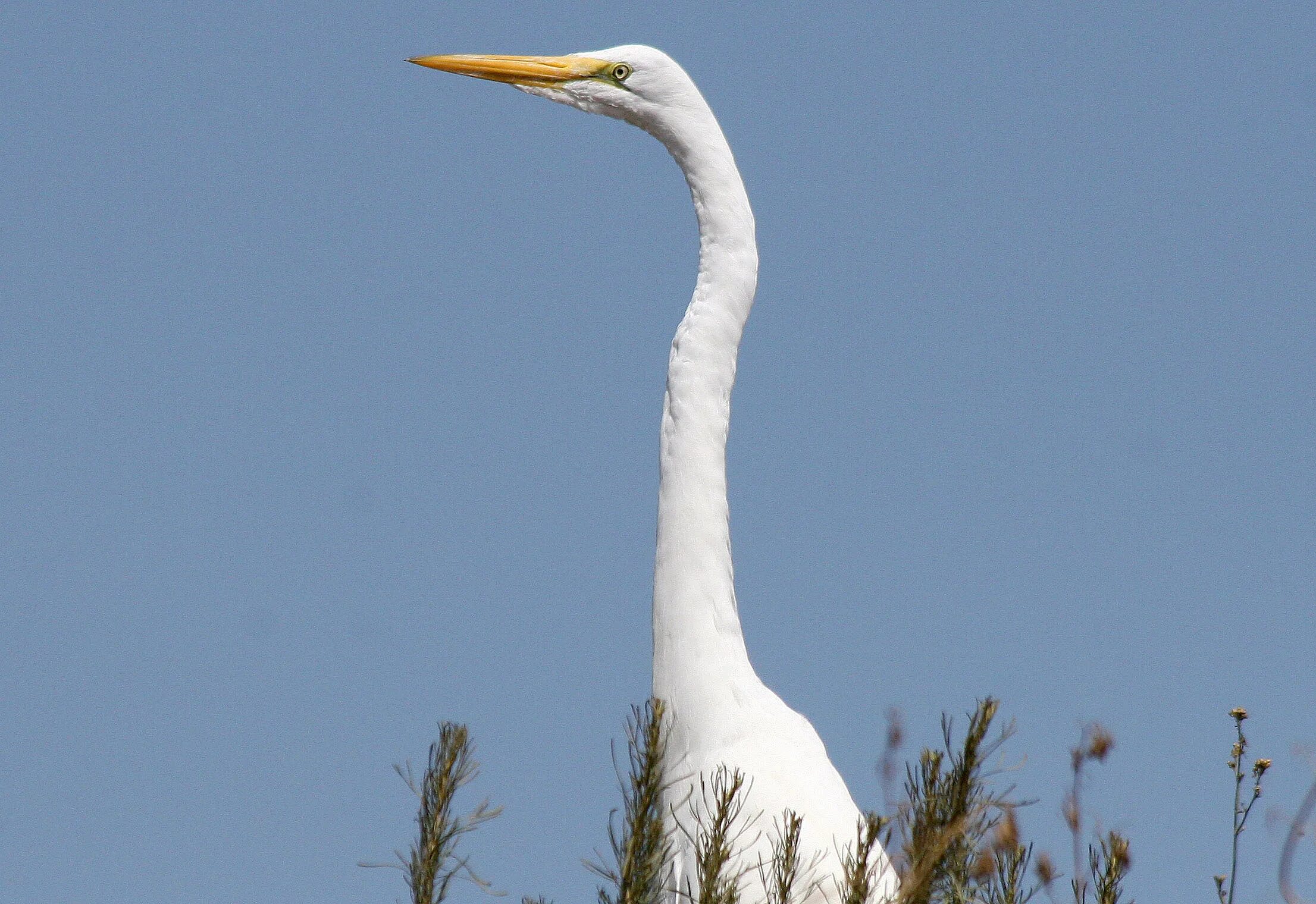 Птицы с длинными шеями фото Avise's Birds of the World