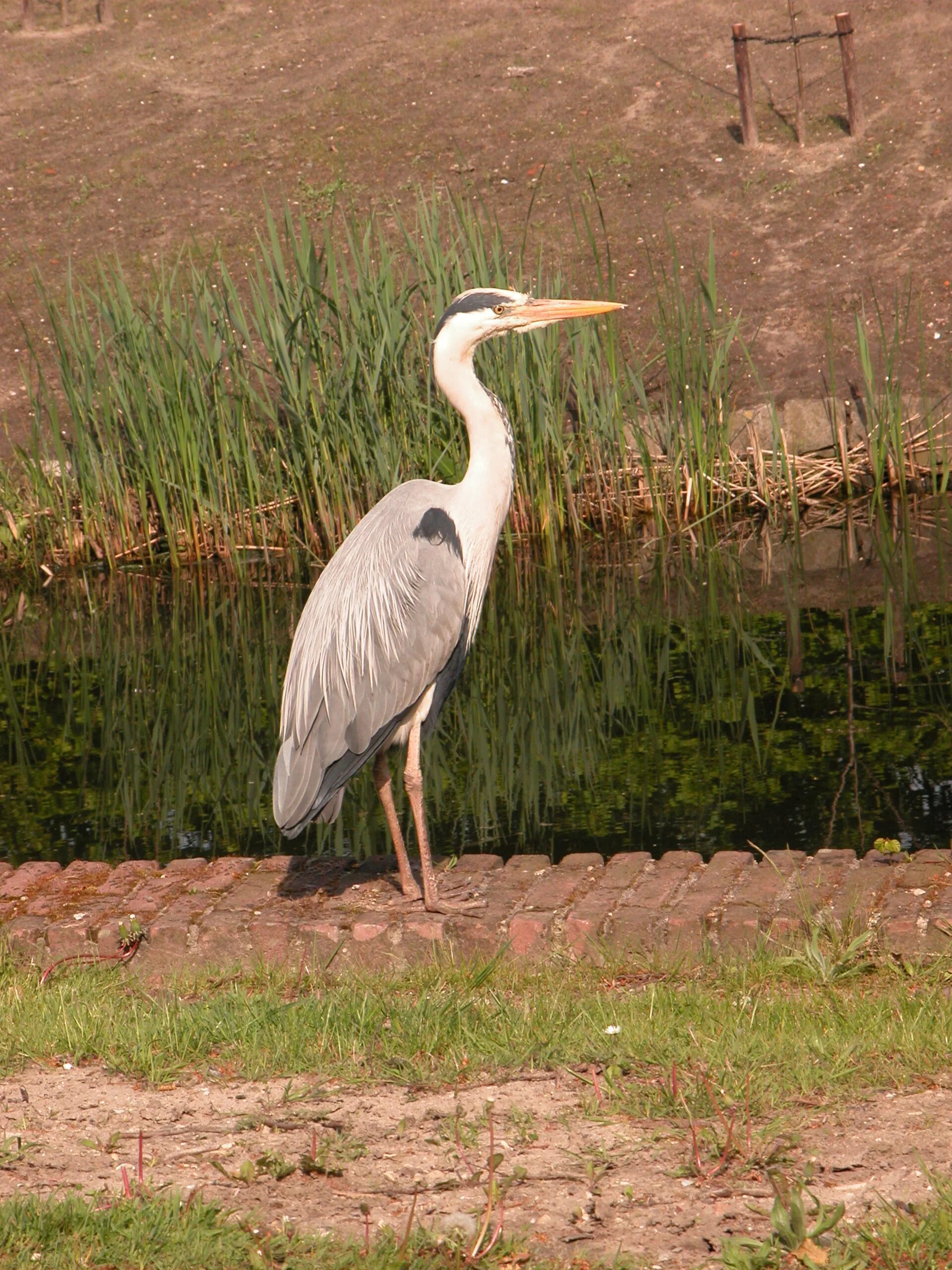 Птицы с длинными шеями фото Image*After : photos : heron fishing long neck bird wading wadingbird grey stilt