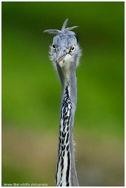 Птицы с длинными шеями фото Grey Heron Pet birds, Heron, Beautiful birds