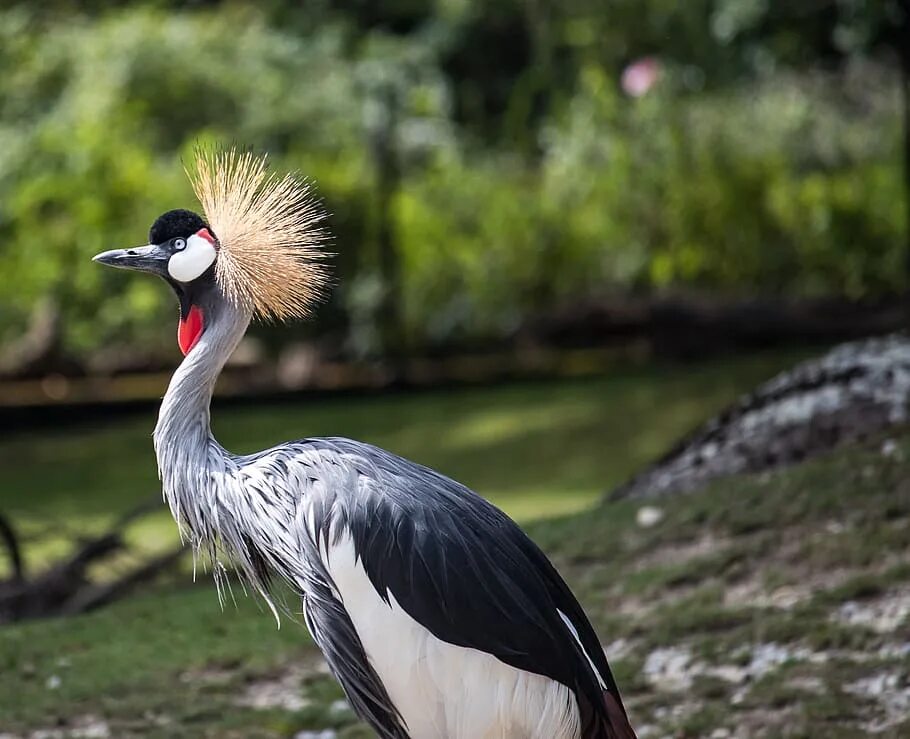 Птицы с длинными шеями фото grey crowned crane, crane, bird, animal, animal world, spring crown, bill, headd