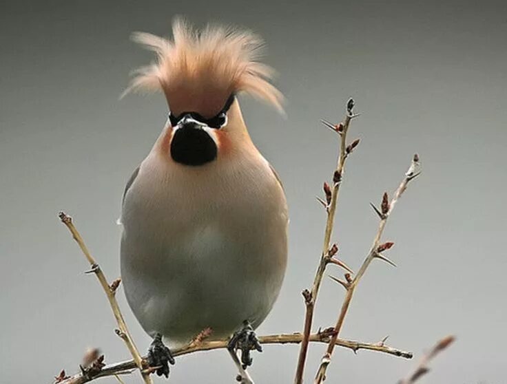 Птицы с хохолком на голове фото Свиристель Bird photo, Bird, Beautiful birds