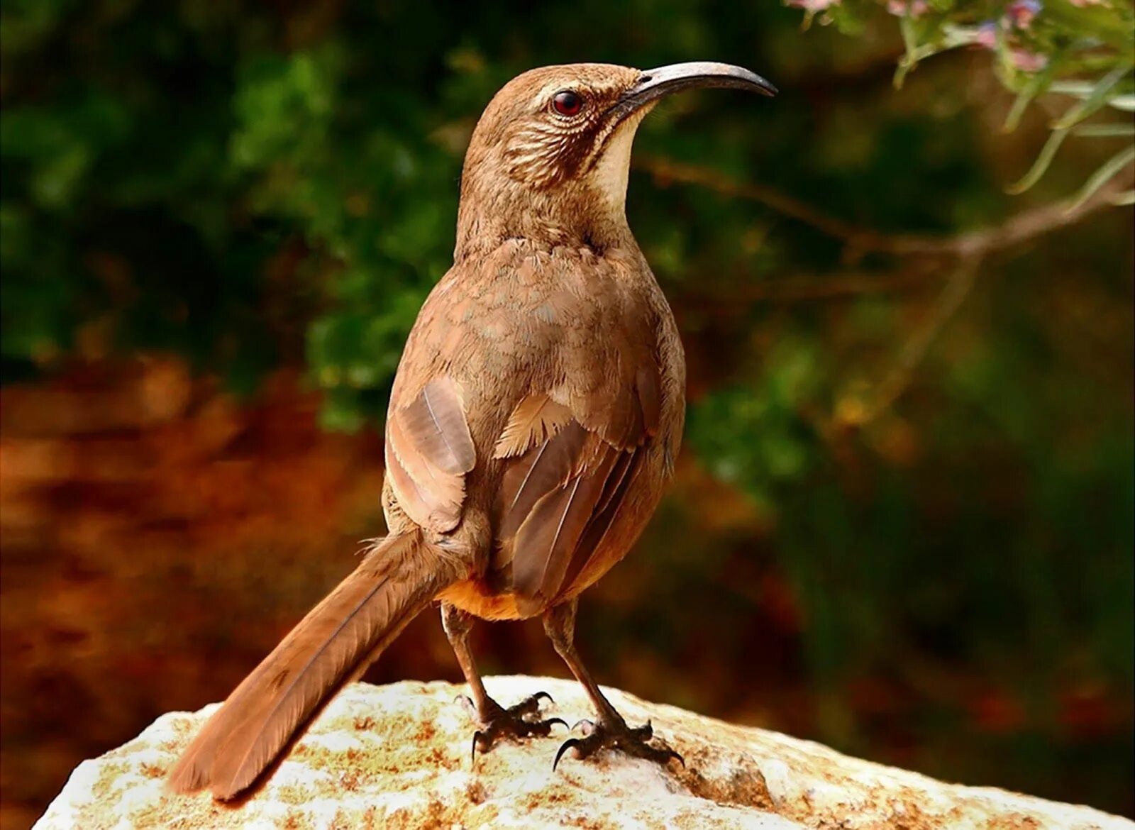 Птицы с коричневыми крыльями фото 10 Captivating Brown Coloured Birds California Thrasher Thrasher, Birds, Brown t