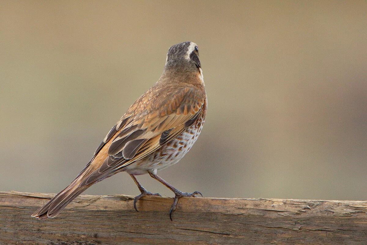 Птицы с коричневыми крыльями фото Бурый дрозд (Turdus eunomus). Птицы Сибири.