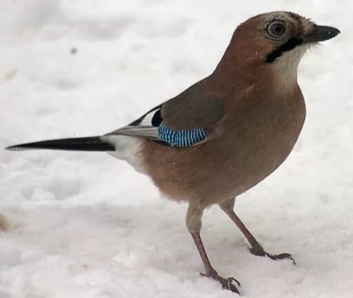 Птицы с коричневыми крыльями фото Файл:Garrulus glandarius3.jpg - Вікіпедія